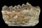 Oreodont (Merycoidodon) Jaw Section - South Dakota #157420-1